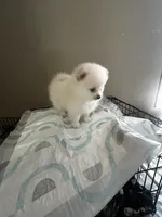 Bibble, a male Pomeranian for sale in Las Vegas, NV – 2 of 4
