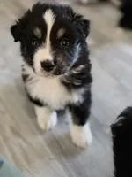 Green, a female Miniature Australian Shepherd for sale in Bakersfield, CA – 4 of 10