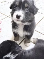 Red, a female Miniature Australian Shepherd for sale in Bakersfield, CA – 7 of 10