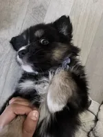Blue, a female Miniature Australian Shepherd for sale in Bakersfield, CA – 7 of 10