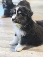 Green, a female Miniature Australian Shepherd for sale in Bakersfield, CA – 10 of 10