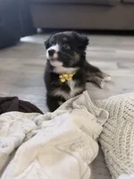 Yellow , a female Miniature Australian Shepherd for sale in Bakersfield, CA – 8 of 8