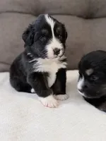 Teal, a female Miniature Australian Shepherd for sale in Bakersfield, CA – 2 of 10
