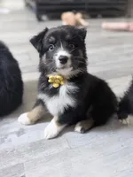 Yellow , a female Miniature Australian Shepherd for sale in Bakersfield, CA – 7 of 8