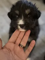 Blue, a female Miniature Australian Shepherd for sale in Bakersfield, CA – 6 of 10