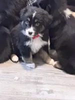 Red, a female Miniature Australian Shepherd for sale in Bakersfield, CA – 5 of 10