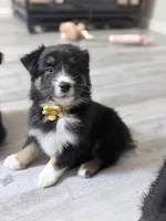 Yellow , a female Miniature Australian Shepherd for sale in Bakersfield, CA – 4 of 8