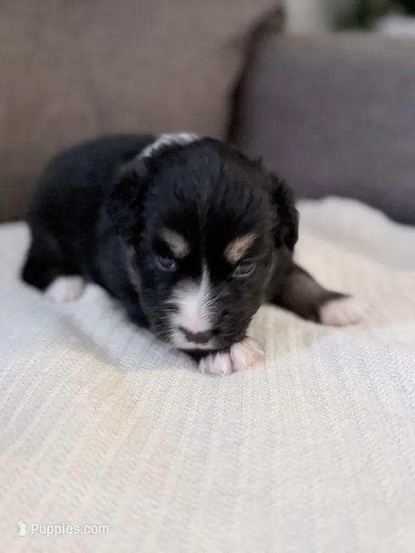 Blue – Miniature Australian Shepherd puppy for sale in Bakersfield, CA