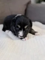 Blue, a female Miniature Australian Shepherd for sale in Bakersfield, CA – 1 of 10