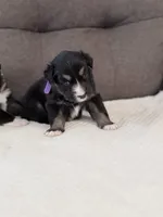 Blue, a female Miniature Australian Shepherd for sale in Bakersfield, CA – 2 of 10
