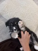 Blue, a female Miniature Australian Shepherd for sale in Bakersfield, CA – 8 of 10