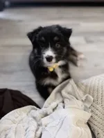 Yellow , a female Miniature Australian Shepherd for sale in Bakersfield, CA – 3 of 8