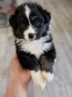 Teal, a female Miniature Australian Shepherd for sale in Bakersfield, CA – 1 of 10
