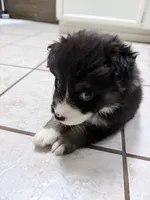 White, a female Miniature Australian Shepherd for sale in Bakersfield, CA – 4 of 8