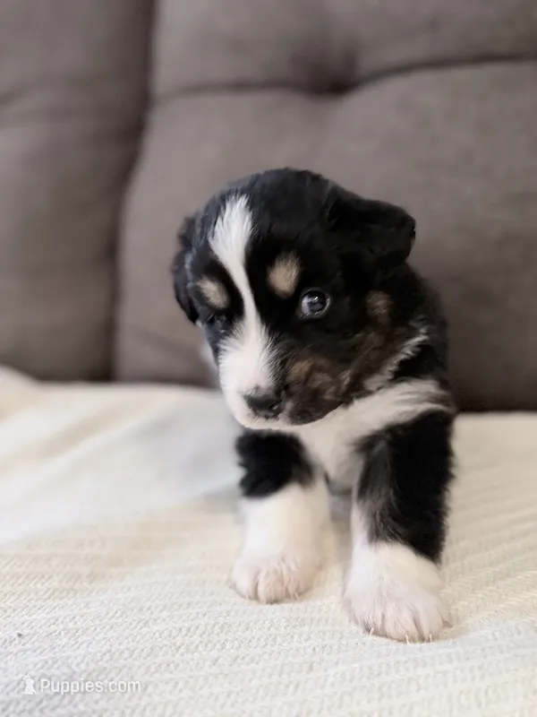 Green – Miniature Australian Shepherd puppy for sale in Bakersfield, CA