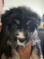 Blue, a female Miniature Australian Shepherd for sale in Bakersfield, CA – 4 of 10