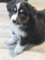 Green, a female Miniature Australian Shepherd for sale in Bakersfield, CA – 3 of 10