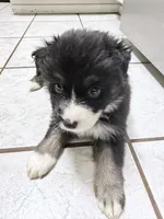 White, a female Miniature Australian Shepherd for sale in Bakersfield, CA – 2 of 8
