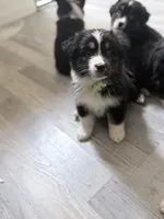 Green, a female Miniature Australian Shepherd for sale in Bakersfield, CA – 7 of 10