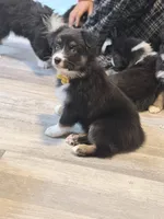 Yellow , a female Miniature Australian Shepherd for sale in Bakersfield, CA – 5 of 8