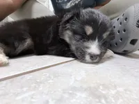 Blue, a female Miniature Australian Shepherd for sale in Bakersfield, CA – 3 of 10