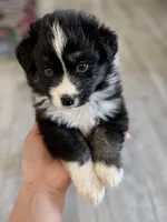Teal, a female Miniature Australian Shepherd for sale in Bakersfield, CA – 8 of 10
