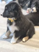 Yellow , a female Miniature Australian Shepherd for sale in Bakersfield, CA – 6 of 8