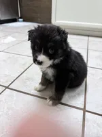 White, a female Miniature Australian Shepherd for sale in Bakersfield, CA – 3 of 8