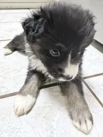 White, a female Miniature Australian Shepherd for sale in Bakersfield, CA – 7 of 8