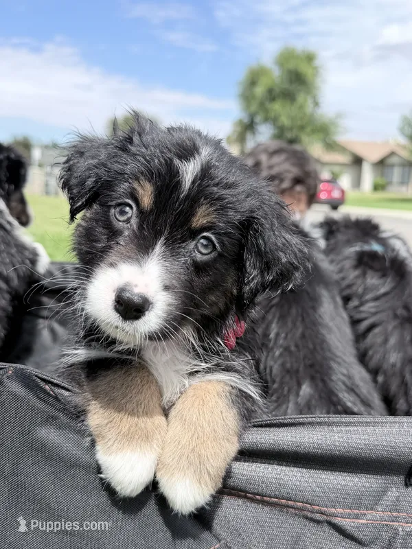 Red – Miniature Australian Shepherd puppy for sale in Bakersfield, CA