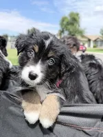 Red, a female Miniature Australian Shepherd for sale in Bakersfield, CA – 1 of 10