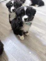 Teal, a female Miniature Australian Shepherd for sale in Bakersfield, CA – 3 of 10