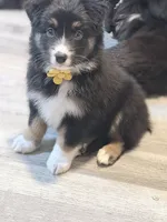 Yellow , a female Miniature Australian Shepherd for sale in Bakersfield, CA – 2 of 8
