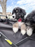 Red, a female Miniature Australian Shepherd for sale in Bakersfield, CA – 9 of 10