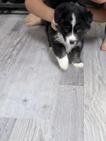 Teal, a female Miniature Australian Shepherd for sale in Bakersfield, CA – 6 of 10