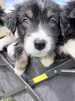 Red, a female Miniature Australian Shepherd for sale in Bakersfield, CA – 2 of 10