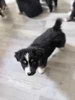 Green, a female Miniature Australian Shepherd for sale in Bakersfield, CA – 5 of 10