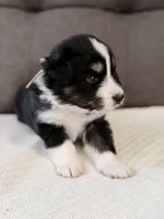 Green, a female Miniature Australian Shepherd for sale in Bakersfield, CA – 2 of 10