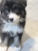 White, a female Miniature Australian Shepherd for sale in Bakersfield, CA – 1 of 8