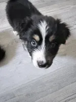 Green, a female Miniature Australian Shepherd for sale in Bakersfield, CA – 8 of 10