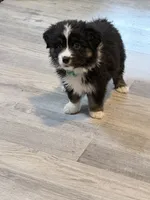 Teal, a female Miniature Australian Shepherd for sale in Bakersfield, CA – 4 of 10