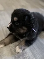 Blue, a female Miniature Australian Shepherd for sale in Bakersfield, CA – 5 of 10
