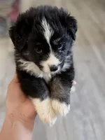 Teal, a female Miniature Australian Shepherd for sale in Bakersfield, CA – 5 of 10