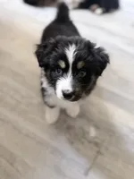 Green, a female Miniature Australian Shepherd for sale in Bakersfield, CA – 6 of 10