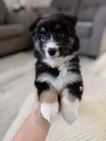 Yellow , a female Miniature Australian Shepherd for sale in Bakersfield, CA – 1 of 8