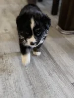 Teal, a female Miniature Australian Shepherd for sale in Bakersfield, CA – 7 of 10