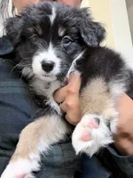 Red, a female Miniature Australian Shepherd for sale in Bakersfield, CA – 10 of 10