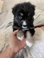 Blue, a female Miniature Australian Shepherd for sale in Bakersfield, CA – 10 of 10