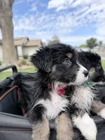 Red, a female Miniature Australian Shepherd for sale in Bakersfield, CA – 4 of 10