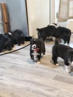 Red, a female Miniature Australian Shepherd for sale in Bakersfield, CA – 6 of 10